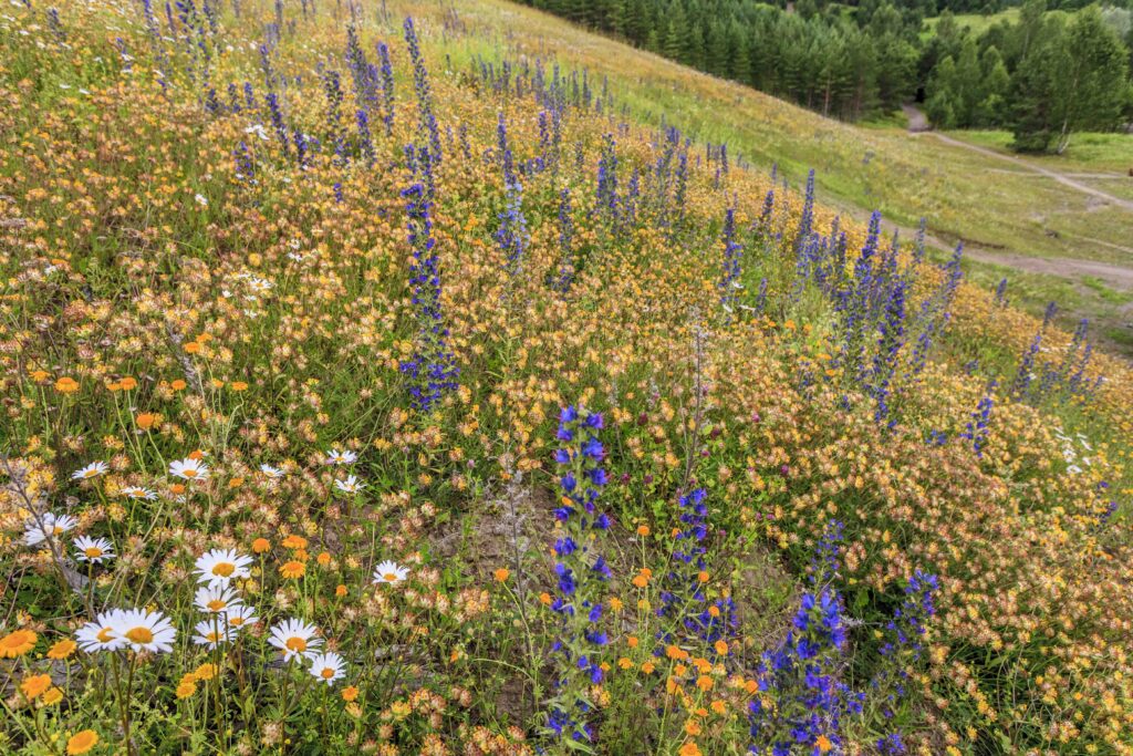 Miljöforum samlade Svemo